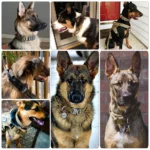 Tactical Dog Collar Adjustable Pet Collar Training Dog Collar With Heavy Duty Metal Buckle For Medium And Large Dogs Accessories - Image 6