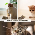 Oitabi 250g Natural Matatabi Snacks Sticks for Cats, Silvervine Chew Sticks for Clean Teeth - Catnip Alternative 120mmx3-6mm - Image 5