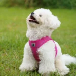 Dog Harness Leash Set for Small Medium Dog Adjustable Reflective Puppy Cat Harness pet Vest Chihuahua Dachshund Outdoor Walking - Image 5