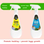 Succulent plant Eugenin promotes budding, dwarf fat, prevents leggy organic granules, succulent, and succulent 300ml - Image 3