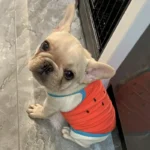 New Pet Cat Dog Vest Puppy Summer Clothes Breathable Mesh Solid Dog Suspendera Cute Dog Costume Bichon Chihuahua Vest Dresses - Image 2