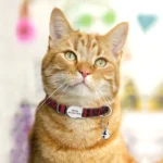 Personalized Printed Cat Collar Adjustable Kitten Puppy Collars With Free Engraved ID Nameplate Bell Anti-lost Cats Collars - Image 5
