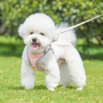 Outdoor Walking Harness and Leash Set for Small to Medium-Sized Dogs, Chihuahua, Mascotas, Harness Vest, Pomeranian Accessories - Image 4