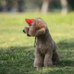 Adjustable Pet Dog Travel Cute Baseball Hat Sun Cap Visor Hat with Ear Holes Outdoor Sport Pet Supplies - Image 8