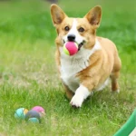 1/2pc Hard Ball Pet Biting Ball Training for Grinding Teeth Tennis Suitable for Pets to Play with Small Dogs Pet Supplies TMZ - Image 2
