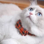 Adjustable Dog Collar Cat Collar Pet Supplies Kitten Neck Strap Bell Plaid Safety Buckle Bowknot Necklace Puppy Necktie Collars - Image 4