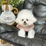 Lace Mesh Pet Dress Summer Princess Style Dog Clothes Maltese Breathable Suspender Sweet Little Dog Skirt - Image 4