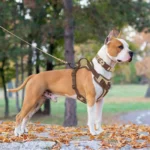 New Chocolate color luxury Dog Harness no pull for large Small dogs Adjustable Chest Strap dog harness personalized - Image 6
