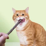 10Pcs/15Pcs/20Pcs Cat-Snack Polygonum Natural Polygonum Stick Molar Stick Thin Rod Polygonum Pet Supple - Image 4
