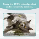 Catnip for Cats Natural Dried Cat Mint Leaves 20g Organic Catnip Treat Relieves Stress Encourages Play Kitten Toys - Image 6