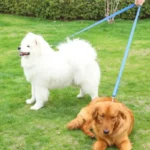 2.5cm Nylon Hand Free Dogs Leash Walking Training Lead Police Style Control Dog Lead Leash Small Dog Chain Safety Pet Leashes - Image 5