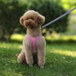 Puppy Cat Vest Harness With Leash Breathable Mesh Pet Chest Straps For Chihuahua York Harnesses Reflective Bulldog Walking Leash - Image 4