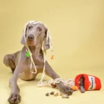 Dog puzzle toys, interactive and rich small and medium-sized dog hide and seek toys, dog sniffing food toys - Image 6
