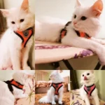 Cat Harness Vest Walking Lead Leash For Puppy Dogs Collar Polyester Adjustable Mesh Dog Harness For Small Medium Pet Accessories - Image 2