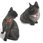 Pet Collars New Pet Bow Bell Collars Cute Cat Collars Pet Supplies Multicolor Adjustable Pet Dressing Tool Pet Accessories - Image 4