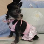Dog Bikini Swimsuit Summer Puppy Bathing Dress Beach Clothes Cat Costume for Puppy Dog Cat Mermaid Pet Bikini for Chihuahua Pug - Image 6