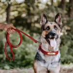 Real Leather Dog Collar Leash Set Personalized Pet Collar With Leash Free Engraving Nameplate For Small Medium Large Dogs - Image 5