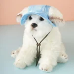 Pet Hat with Ear Holes Sunscreen Baseball Cap for Large Medium Small Dogs Cap Sun Hat for Cat Outdoor Hiking Hat Pet Products - Image 6