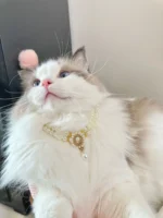 Luxury Dog Cat Pearl Necklace Collar with Diamond Pendant for Cats Dogs Puppy Wedding Costume Pet Crystal Jewelry Accessories - Image 5