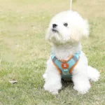Adjustable dog harness no pull cute cat soft walking leash set pet dog vest vest teddy beagle suitable for small and medium dogs - Image 3