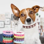 Custom Cat Dog Collar Personalized Rhinestone Puppy Collars Adjustable Letter Crown Charm Name Dog Necklace Chihuahua Id Collar - Image 3