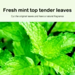 10Pcs Catnip Bags Cat Grass Chopped Leaf Powder Cat Mint Powder Cat Treats Menthol Flavor Clean Teeth Healthy Care Cats Toy - Image 4