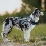 Custom Dog ID Tags For Harness Pet Name Anti-lost number Clothes Patches Dog Paw Print LOGO Personality Labels - Image 4