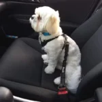 Dog safety leash pet car seat belt dog traction seat belt buffer elastic safety rope traction leash dog traction leash - Image 7