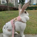 Newest Cute Rabbit Harness and Leash Set Bunny Pet Accessories Vest Harnesses Rabbit Leashes for Outdoor Walking Pets Supplies - Image 4