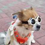 Dog Eye Wear Anti UV Pet Goggles Adjustable Windproof Rope Cat Dog Glasses Round Cool Dog Sun Eyewears Outdoor - Image 5