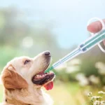 Pet Medicine Feeder Dispenser Cat Tablet Syringe Feeder Soft Tip Multi-Purpose Feeder Cat Pill Shooter Pet Pills Applicator - Image 3