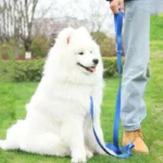 2.5cm Nylon Hand Free Dogs Leash Walking Training Lead Police Style Control Dog Lead Leash Small Dog Chain Safety Pet Leashes - Image 4