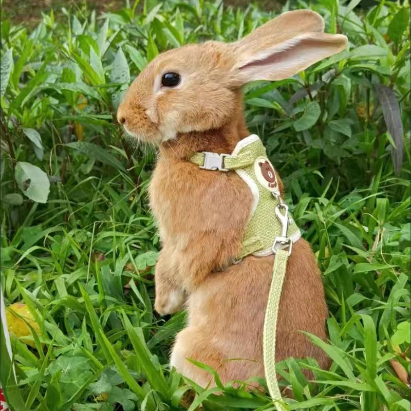 kf-S565a770e60d74c27b95e6fb7649f34f7k Newest Cute Rabbit Harness and Leash Set Bunny Pet Accessories Vest Harnesses Rabbit Leashes for Outdoor Walking Pets Supplies - Image 1