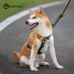 Adjustable Nylon Dog Harness Fashion Chest Vest No Pull Pet Puppy Harness for Small Medium Large Dogs Corgi Dog Supplies - Image 2