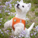 Pet Harness with Leash No Pull Soft Adjustable Reflective Vest Leash for Small/Medium Dogs Out Walking Bichon Frise Dog Supplies