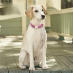 Personalized Dog Collar with Engraved Metal Buckle - Custom Name & Phone Number - Adjustable for Small, Medium, Large Breeds - Image 3
