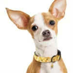 Cute Yellow Bee Print Dog Collar, Suitable for Small, Medium and Large Dogs, Fashionable Wasp Design Dog Collar - Image 2