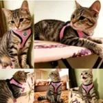 Escape Proof Cat Dog Harness with Lead Leash Adjustable Vest Breathable Reflective Chest Strap for Small Cats Puppy Accessories - Image 5