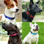Reflective Dog Collar For Medium Large Dogs Soft Neoprene Padded Nylon Sturdy Adjustable Pets Collar for Medium Large Dogs - Image 6