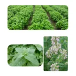 Premium Natural Catnip Leaves for Cat, Mint Treats, Pet, Kitten D, Selected for Fresh, 10g, 20g, 30g - Image 2