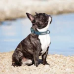 Personalized PU Leather Dog Collar Soft Padded Pet Dog Collars Engraved Name Paw Durable Necklace for Small Medium Large Dogs - Image 5