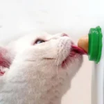 Cat Licking Catnip Ball, Wall-Mounted Nutrition Treat for Kittens - Image 2