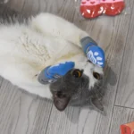 4Pcs Pet Cat Dog Floor Anti-slip Socks Autumn Winter Warm Soft Wool Socks Pet Kitten Puppy Anti-freeze Feet Paw Protector Socks - Image 5