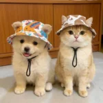 Breathable Cat Dog Sun Hat with Ear Holes UV Protection Pet Bucket Hat Adjustable Drawstring Lightweight Pet Cowboy Hat - Image 4