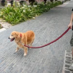 4.5ft Heavy Duty Large Dog Leash Durable Nylon Braided Lead for Small Medium Big Dogs Walking Hunting Camping Pet Accessories - Image 6