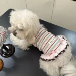 New Cute Style Summer Dog Dress Soft Thin Rainbow Stripes Lace Dog Dresses Breathable Teddy Dog Skirt for Small Dogs - Image 2