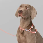 Dog Leash Slip Lead Rope Collar Strong Lightweight Braided Dog Training Leash No Pull Training Lead Leash for Medium & Small Dog - Image 5