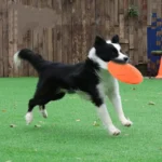 Interactive Silicone Flying Saucer Toy for Dogs And Cats Chew Resistant Flying Disc Pet Game Perfect for Puppy Training Fun - Image 2