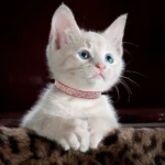 Soft Pink Suede Leather Cat Collar - Cute Bling Rhinestone Design, with Bell & Safety Breakaway Buckle, Adjustable XS/S Sizes - Image 4
