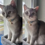 Stylish Adjustable Cat Collar with Bowknot Comfortable Fit Pet Engraving Available Free Personalization for Cats - Image 2